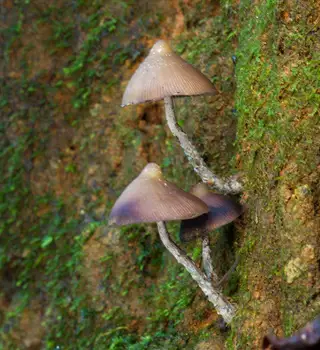 Seeking the Magic Mushroom