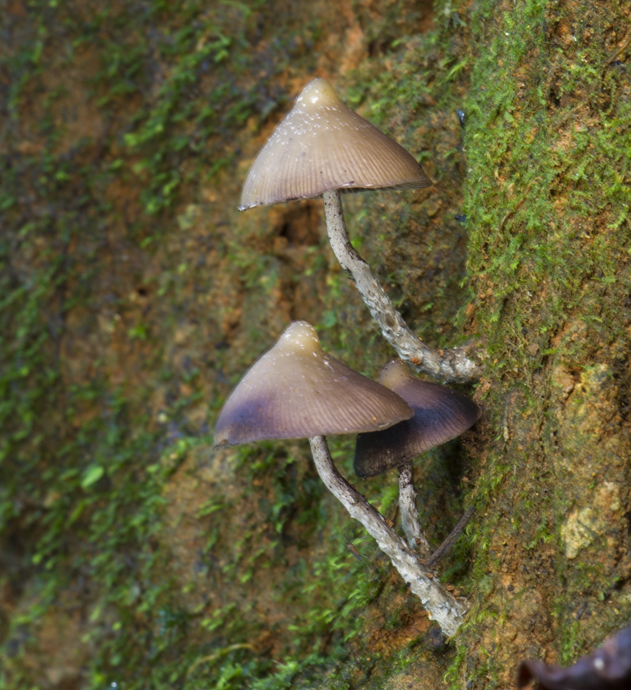 Seeking the Magic Mushroom