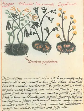 De los nombres botánicos aztecas