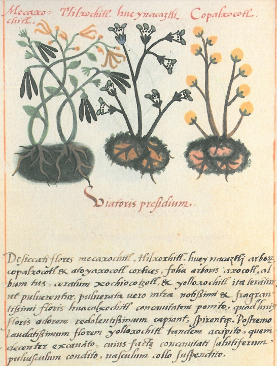 De los nombres botánicos aztecas
