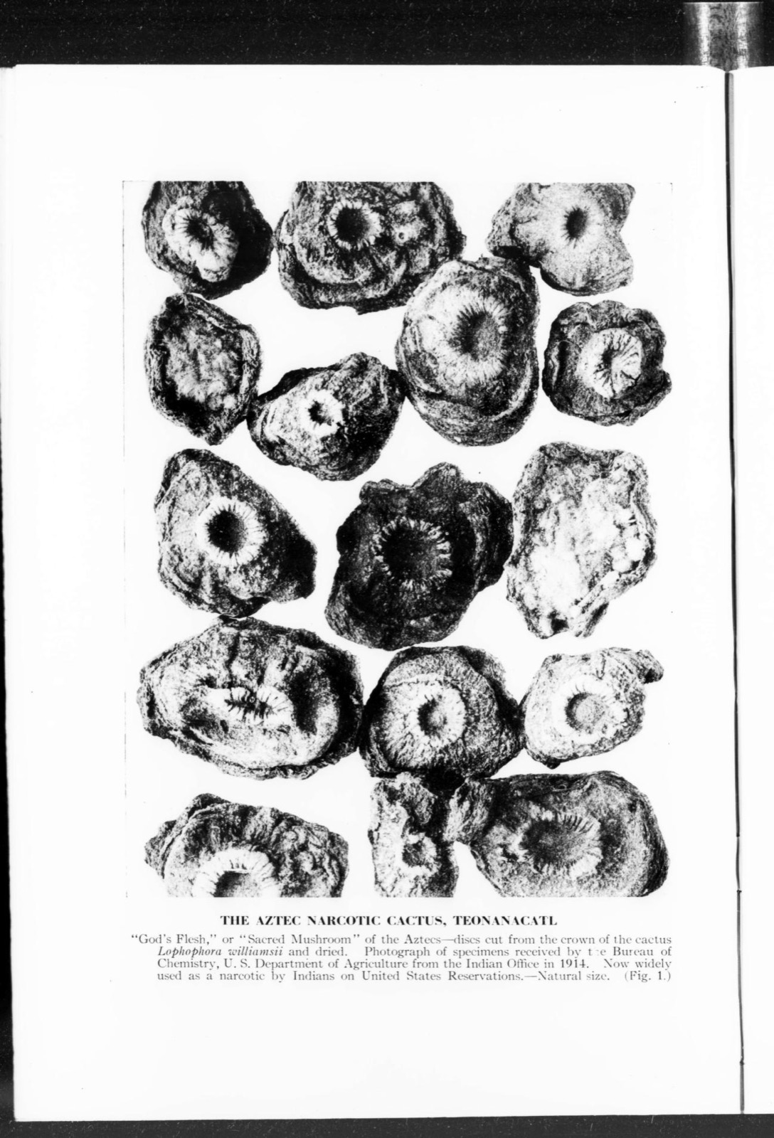 An Aztec Narcotic (Lophophora williamsii)