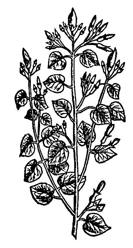 A Contribution to Our Knowledge of Rivea Corymbosa: The Narcotic Ololiuqui of the Aztecs